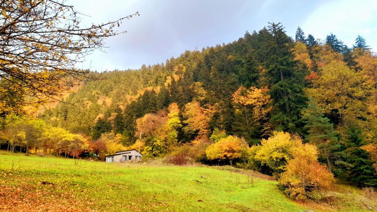Cozy House In The Forest 博尔若米 外观 照片