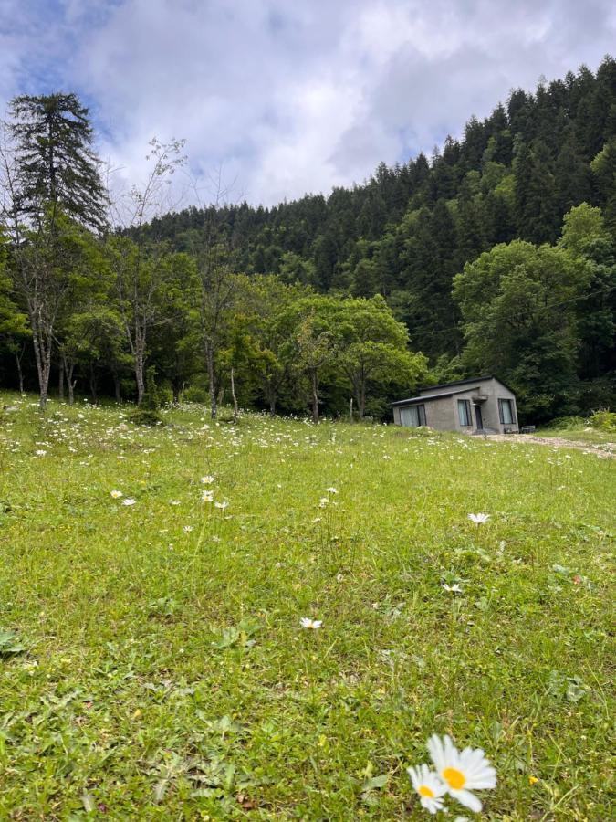 Cozy House In The Forest 博尔若米 外观 照片