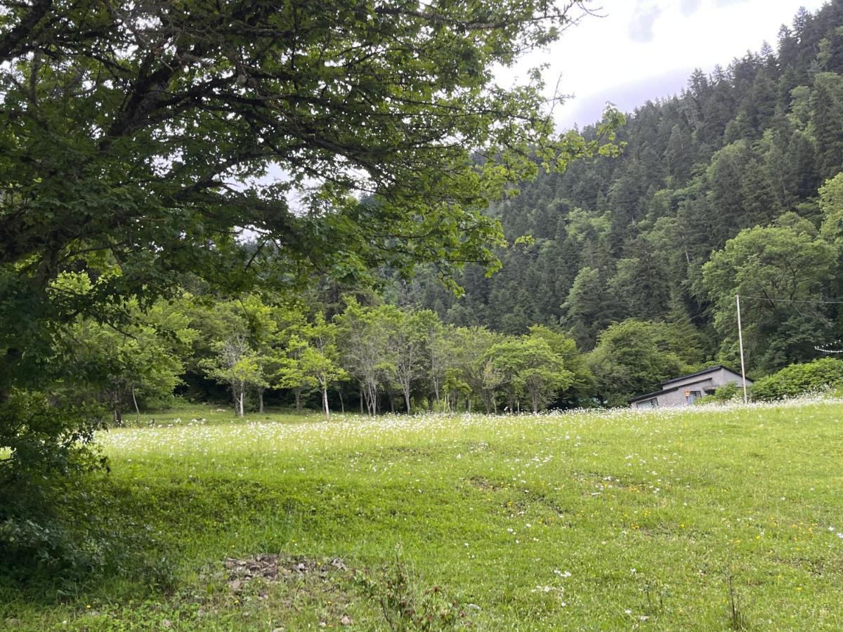 Cozy House In The Forest 博尔若米 外观 照片